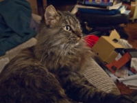 Hermes on couch night B P2190004